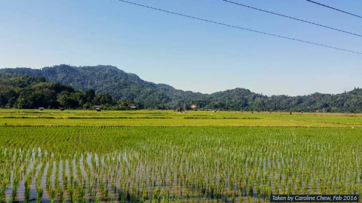 Paddy field in Sabah